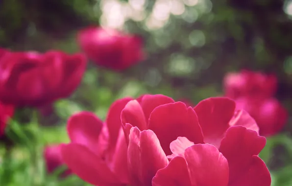 Summer, macro, flowers, nature, glare, petals, garden, red