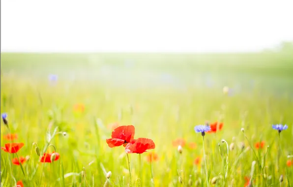 Field, the sky, grass, flowers, Maki, meadow