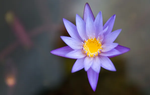 Flower, water, pond, lilac, water Lily