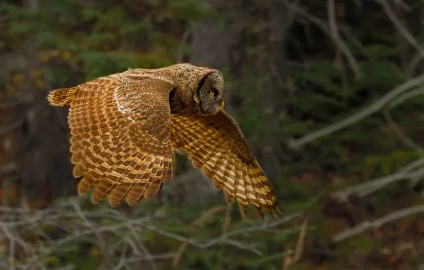 Picture flight, owl, bird, predator