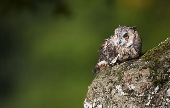 Green, owl, stone