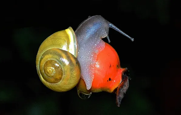 Picture drops, nature, snail, sink