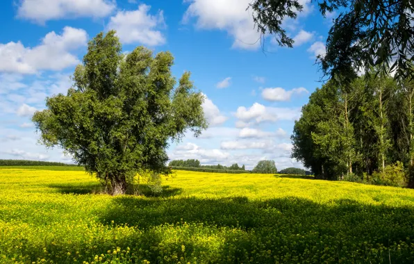 Field, summer, the sun, clouds, trees, Belgium, rape, Limburg