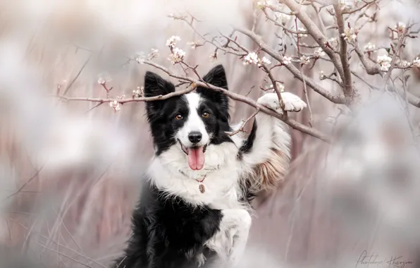 Picture nature, animal, dog, branch, spring, flowering, dog, the border collie