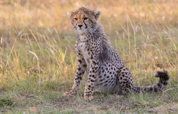 Picture grass, glade, Cheetah, cub, sitting
