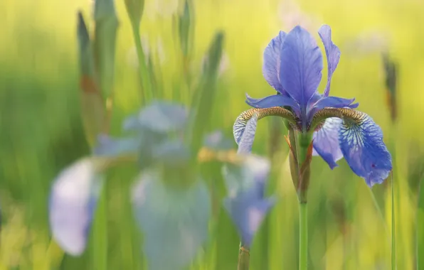 Picture flowers, background, lilac, iris
