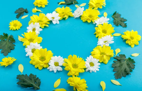 Flowers, Chrysanthemum, petals leaves