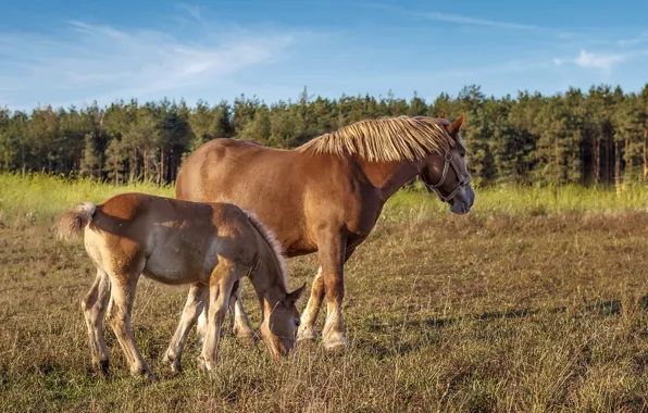 Field, forest, the sky, grass, light, pose, horse, horses