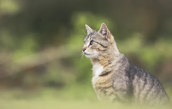 Cat, cat, look, nature, pose, grey, profile, face