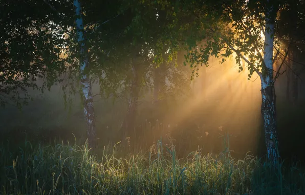 Picture forest, fog, morning