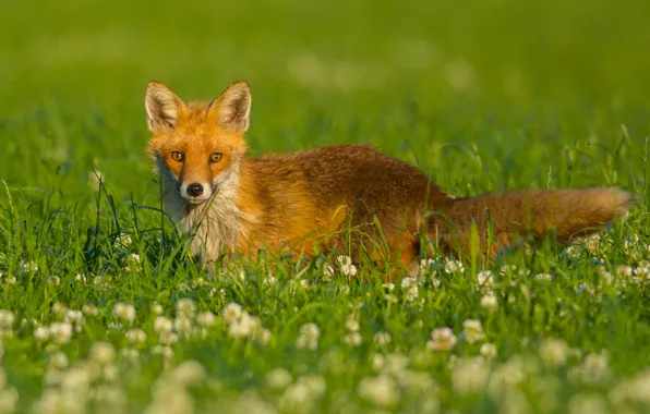 Picture grass, look, flowers, meadow, Fox, clover, red