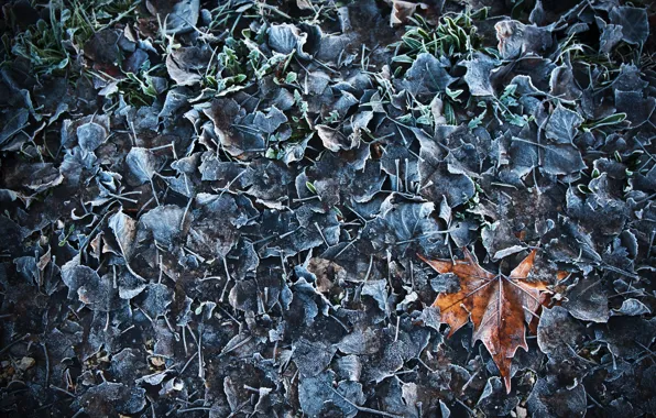Frost, leaves, leaves, frost, alberto bissacco