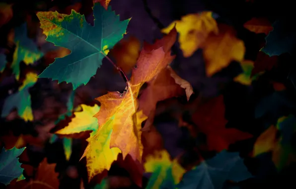Autumn, leaves, nature