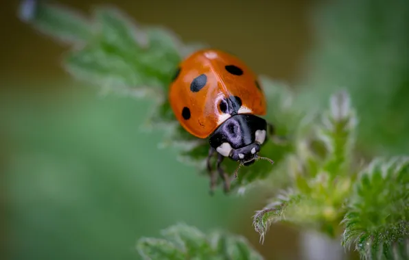 Picture leaves, macro, ladybug, beetle, blur, insect, green background