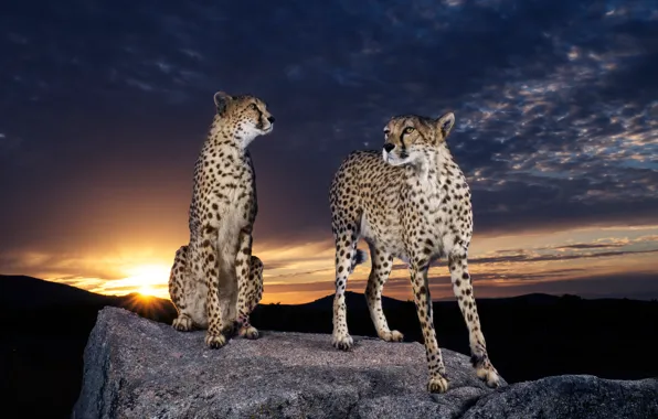 The sky, the sun, clouds, sunset, night, clouds, nature, pose