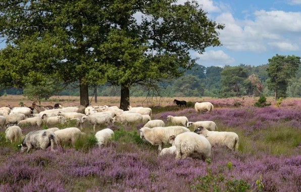 Nature, sheep, pasture, sheep, a lot, Heather, flock, a flock of sheep