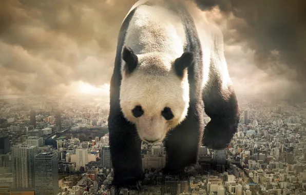 The city, the situation, Panda