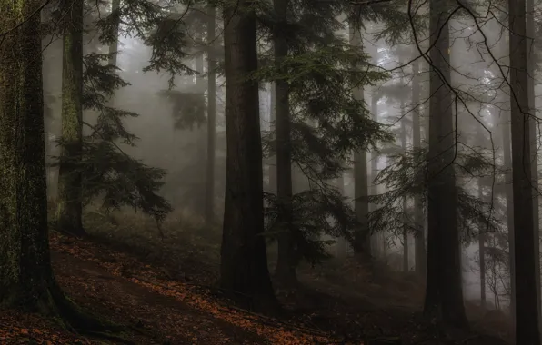 Picture forest, trees, nature, fog, twilight