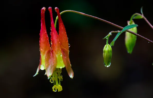 Picture flower, drops, plant