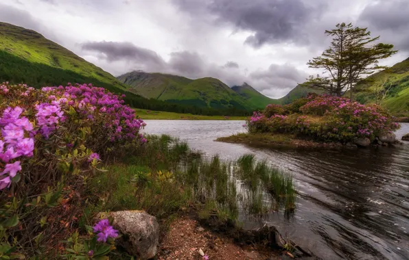 Picture trees, flowers, mountains, nature, lake, rocks, island, Scotland