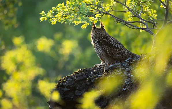 Look, branches, nature, stones, owl, bird, foliage, bokeh