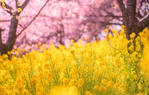 Flowers, spring, rape