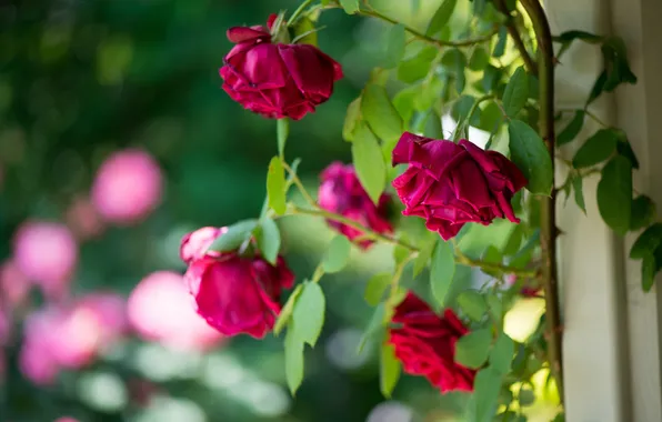 Picture roses, buds, rose Bush