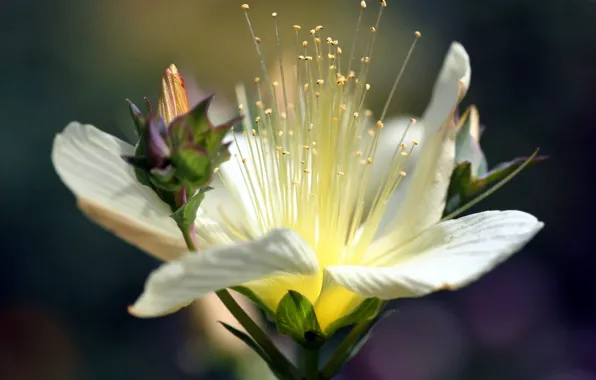 Lily, White, stamens