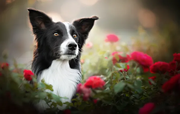 Picture face, flowers, portrait, roses, dog, bokeh, The border collie