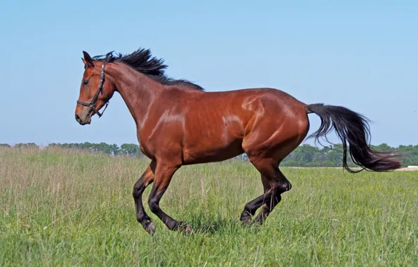 Field, grass, horse, horse