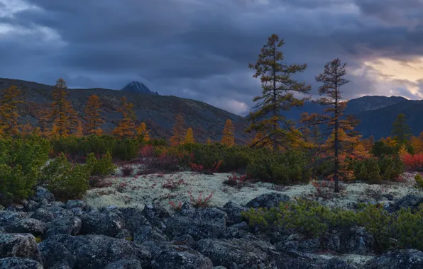 Picture trees, landscape, mountains, clouds, nature, stones, vegetation, twilight