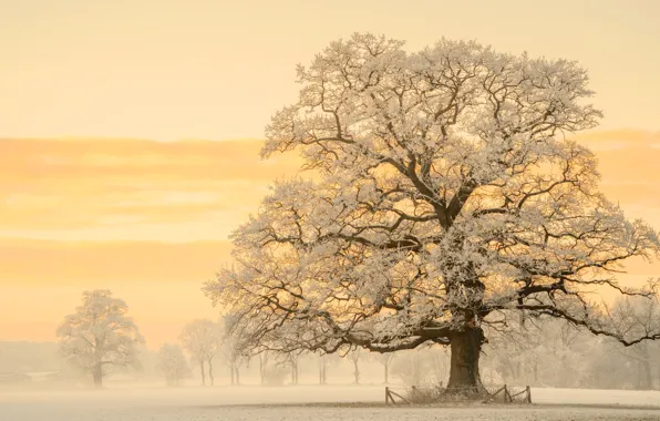Picture winter, light, snow, nature, tree, morning, Germany, photographer