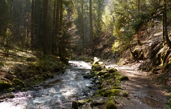 Picture forest, trees, nature, stones, river, path