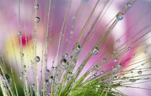 Picture grass, drops, macro, Rosa