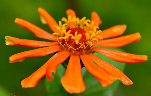 Macro, flowers, flower, macro