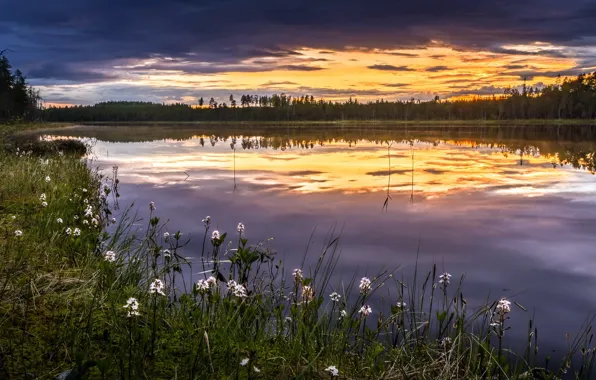 Picture summer, sunset, flowers, nature, river
