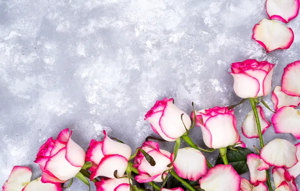 Picture flowers, roses, petals, pink, white, pink, flowers, beautiful