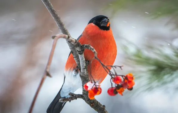 Winter, snow, nature, berries, bird, branch, bullfinch, Rowan