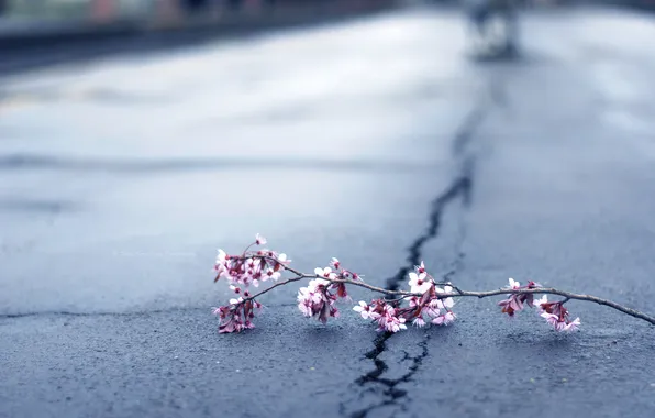 Picture asphalt, flowers, cherry, branch, spring