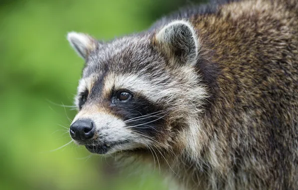 Look, face, raccoon, ©Tambako The Jaguar