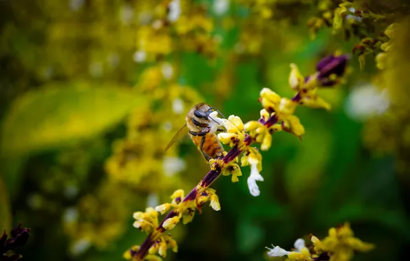 Picture flower, macro, bee