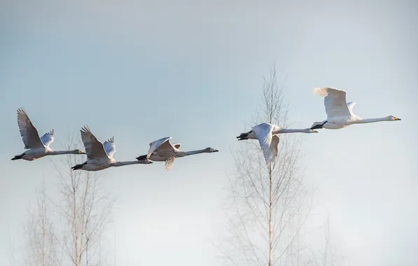Picture birds, flight, swans