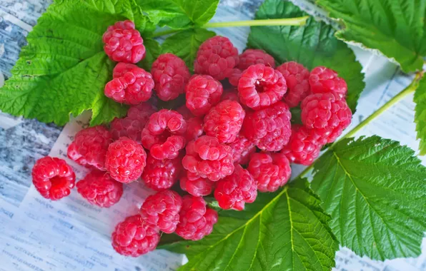 Picture raspberry, sprig, the leaves of raspberry