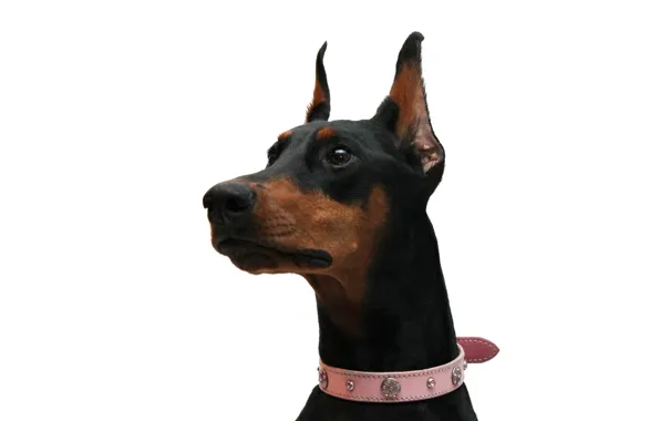 Doberman, white background, pink collar, black and tan
