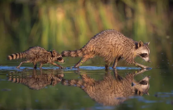 Water, reflection, the transition, cub, raccoons, Ford
