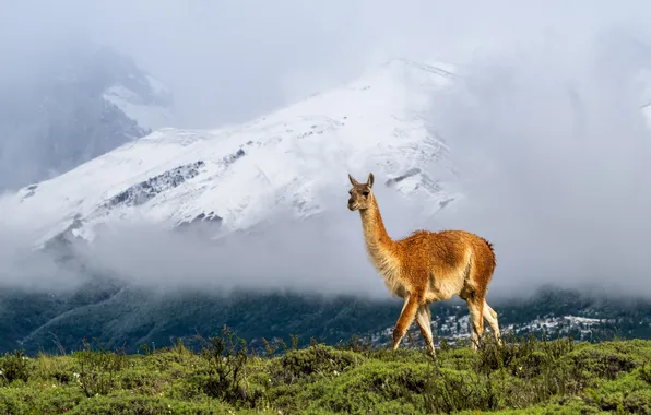 Field, snow, mountains, branches, fog, tops, morning, slope