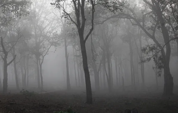 Picture forest, trees, nature, fog