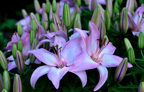 Flowers, Lily, lilac Lily