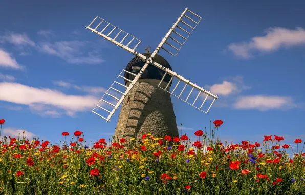 The sky, flowers, blue, Maki, mill, red, wind, poppy field