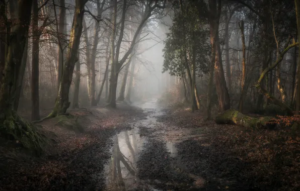Autumn, forest, water, trees, branches, nature, roots, fog